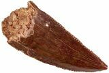 Serrated, Raptor Tooth - Real Dinosaur Tooth #233028-1